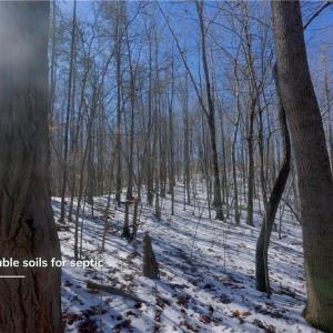 Photo #26 of Otis Woods, Danbury, NC 128.9 acres