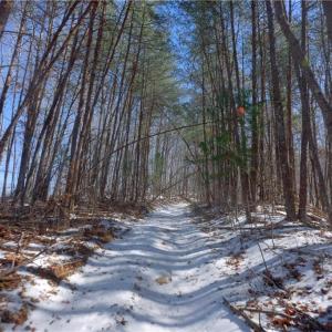 Photo #36 of Otis Woods, Danbury, NC 128.9 acres