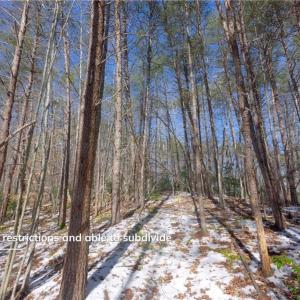 Photo #32 of Otis Woods, Danbury, NC 128.9 acres