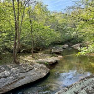 Photo #1 of Otis Woods, Danbury, NC 128.9 acres