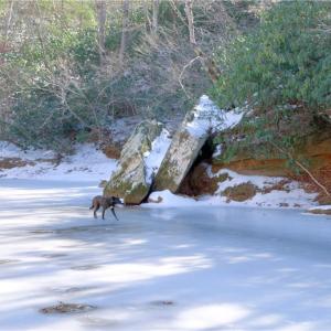 Photo #20 of Otis Woods, Danbury, NC 128.9 acres