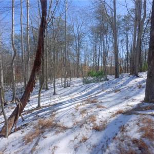 Photo #30 of Otis Woods, Danbury, NC 128.9 acres