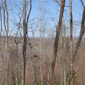 Photo #38 of Otis Woods, Danbury, NC 128.9 acres
