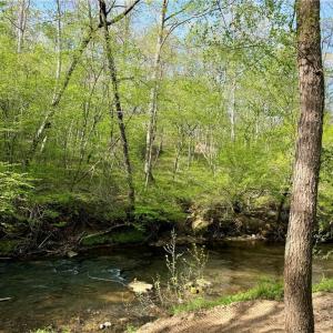 Photo #45 of Otis Woods, Danbury, NC 128.9 acres