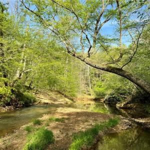 Photo #11 of Otis Woods, Danbury, NC 128.9 acres