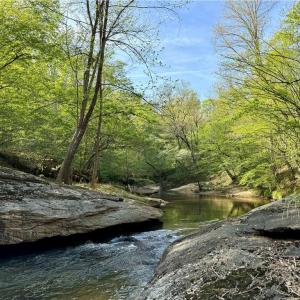 Photo #44 of Otis Woods, Danbury, NC 128.9 acres