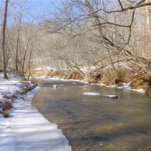 Photo #4 of Otis Woods, Danbury, NC 128.9 acres