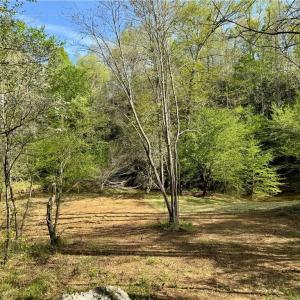 Photo #8 of Otis Woods, Danbury, NC 128.9 acres