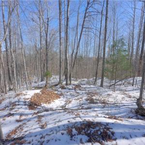 Photo #25 of Otis Woods, Danbury, NC 128.9 acres