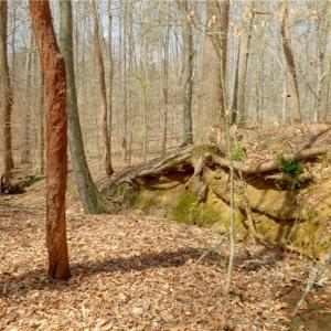 Photo #9 of 1019-11 George, Westfield, NC 12.9 acres