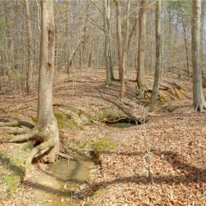 Photo #10 of 1019-11 George, Westfield, NC 12.9 acres