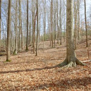 Photo #11 of 1019-11 George, Westfield, NC 12.9 acres