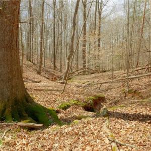 Photo #8 of 1019-11 George, Westfield, NC 12.9 acres