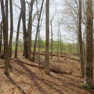 Photo #9 of 1019-12 George, Westfield, NC 10.9 acres