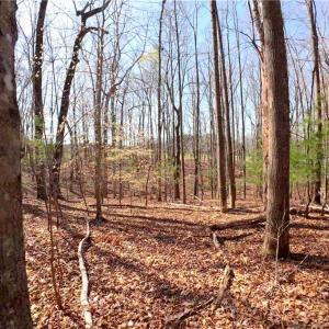 Photo #11 of 1019-12 George, Westfield, NC 10.9 acres