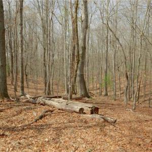Photo #8 of 1019-12 George, Westfield, NC 10.9 acres