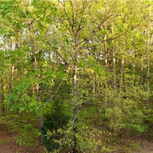 Photo #8 of 303 Healing Springs, Denton, NC 2.4 acres