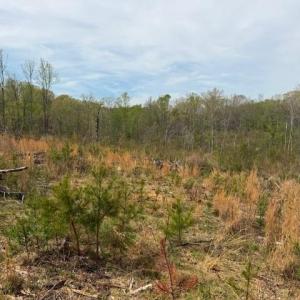 Photo #27 of 1636 Baker Crossroad, Reidsville, NC 29.5 acres