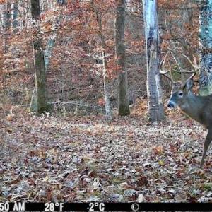 Photo #7 of 1636 Baker Crossroad, Reidsville, NC 29.5 acres