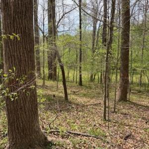 Photo #9 of 1636 Baker Crossroad, Reidsville, NC 29.5 acres