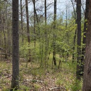 Photo #24 of 1636 Baker Crossroad, Reidsville, NC 29.5 acres