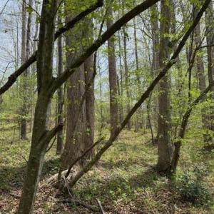 Photo #10 of 1636 Baker Crossroad, Reidsville, NC 29.5 acres