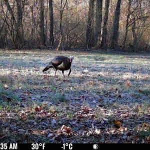 Photo #8 of 1636 Baker Crossroad, Reidsville, NC 29.5 acres