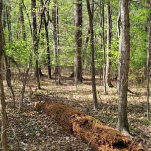 Photo #6 of 1642 R2 Kersey Valley, Archdale, NC 1.8 acres