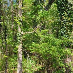 Photo #26 of 1642 R2 Kersey Valley, Archdale, NC 1.8 acres