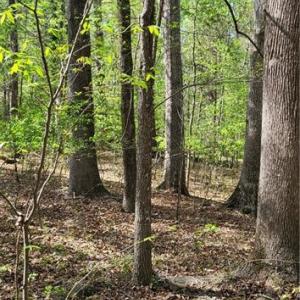 Photo #5 of 1642 R2 Kersey Valley, Archdale, NC 1.8 acres