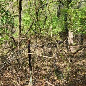 Photo #24 of 1642 R2 Kersey Valley, Archdale, NC 1.8 acres