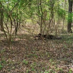Photo #11 of 1642 R2 Kersey Valley, Archdale, NC 1.8 acres