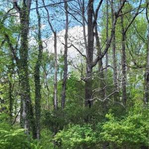 Photo #31 of 1642 R2 Kersey Valley, Archdale, NC 1.8 acres