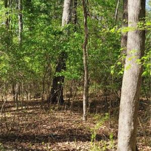 Photo #4 of 1642 R2 Kersey Valley, Archdale, NC 1.8 acres