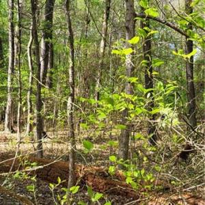 Photo #8 of 1642 R2 Kersey Valley, Archdale, NC 1.8 acres