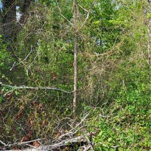 Photo #25 of 1642 R2 Kersey Valley, Archdale, NC 1.8 acres