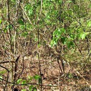 Photo #23 of 1642 R2 Kersey Valley, Archdale, NC 1.8 acres