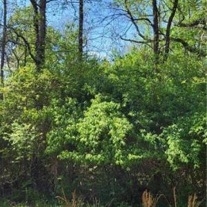 Photo #3 of 1642 R2 Kersey Valley, Archdale, NC 1.8 acres
