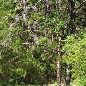 Photo #34 of 1642 R2 Kersey Valley, Archdale, NC 1.8 acres