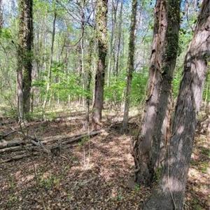 Photo #18 of 1642 R2 Kersey Valley, Archdale, NC 1.8 acres