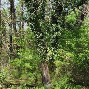 Photo #29 of 1642 R2 Kersey Valley, Archdale, NC 1.8 acres