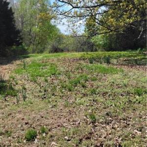Photo #12 of 1644 Kersey Valley, Archdale, NC 1.1 acres