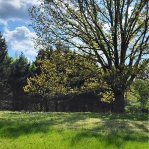 Photo #9 of 1644 Kersey Valley, Archdale, NC 1.1 acres