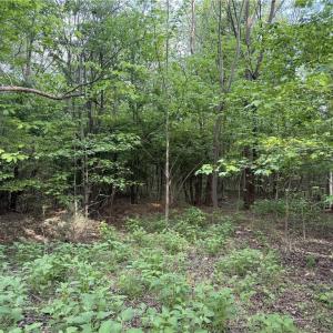 Photo #10 of 2690 Old Mountain, Trinity, NC 32.7 acres