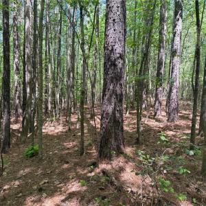 Photo #7 of Lot 6 Thompson, Seagrove, NC 11.5 acres