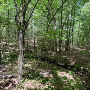 Photo #5 of Lot 6 Thompson, Seagrove, NC 11.5 acres