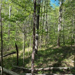 Photo #23 of Tom Mix, Westfield, NC 9.9 acres