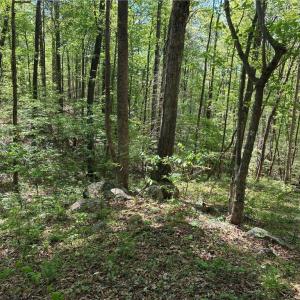 Photo #27 of Tom Mix, Westfield, NC 9.9 acres