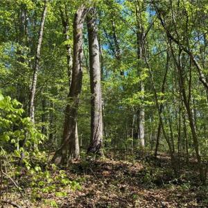 Photo #16 of Tom Mix, Westfield, NC 9.9 acres