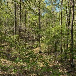 Photo #12 of Tom Mix, Westfield, NC 9.9 acres